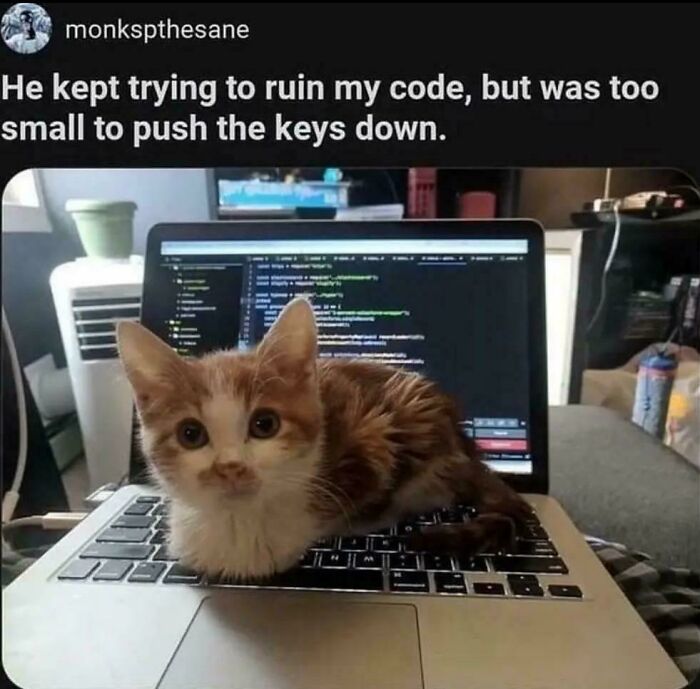 Kitten lying on a laptop keyboard with coding on screen, capturing the charm of cat memes and hilarious posts.