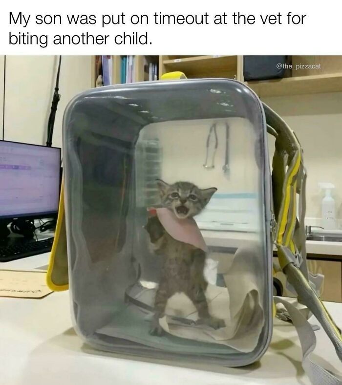 Kitten in a clear backpack at the vet with a funny expression, featured in cat memes for a happy place.