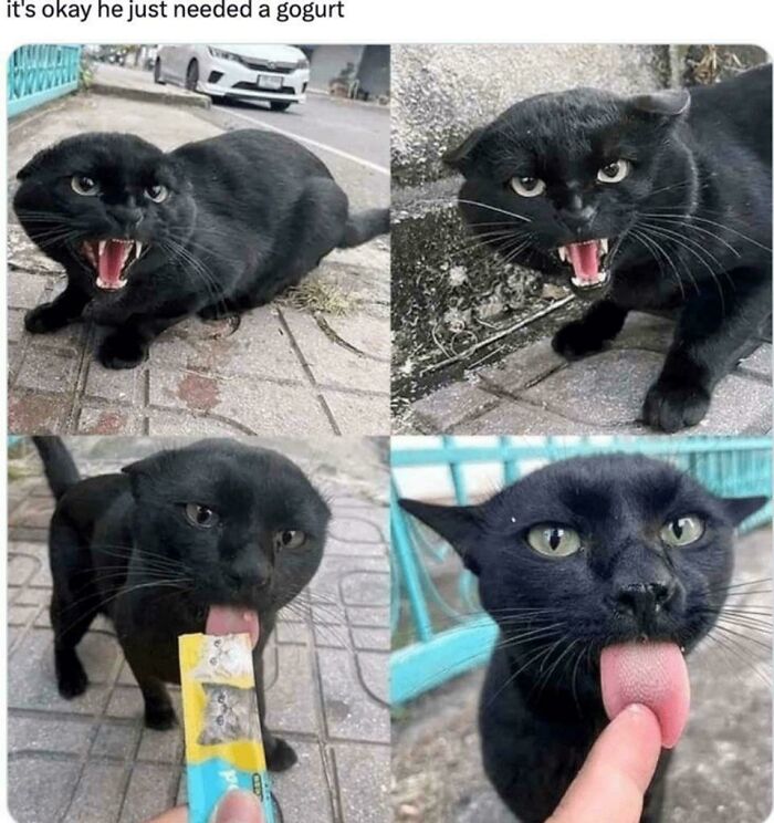 Collage of a black cat making funny faces, biting and licking a treat, perfect for cat memes lovers and humor fans.