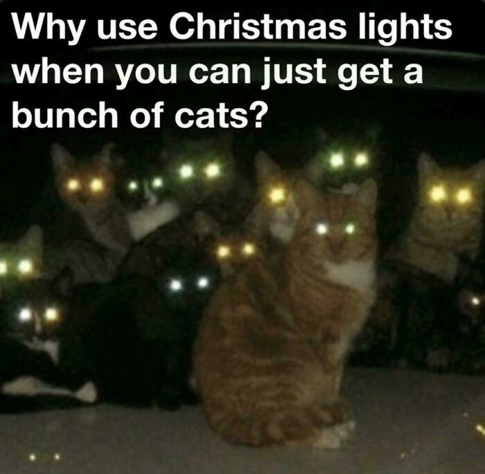 Group of cats with glowing eyes in the dark, humorously suggesting cats as an alternative to Christmas lights, cat memes featured.