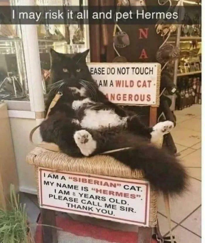 Black and white Siberian cat named Hermes sitting on a chair with funny signs about wild cats and petting warnings in a store.