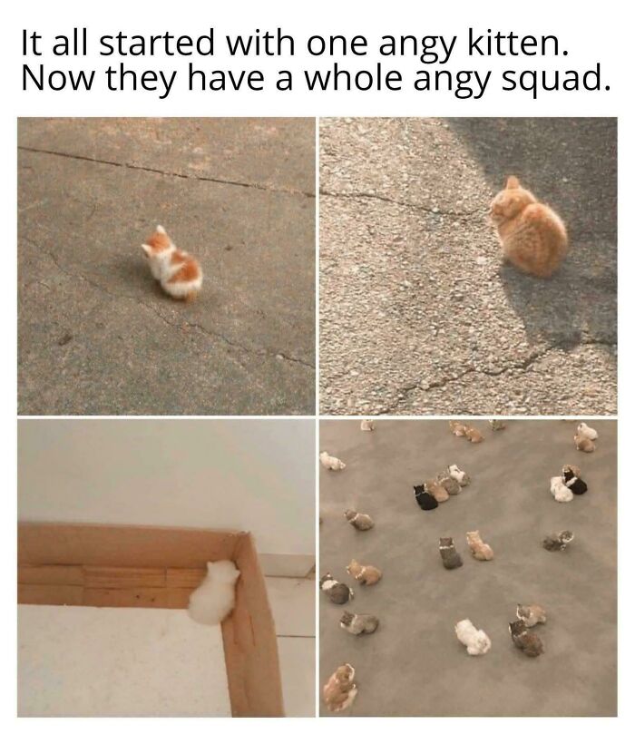 Collage of small kittens sitting alone or in groups, showcasing adorable cat memes for a happy place.
