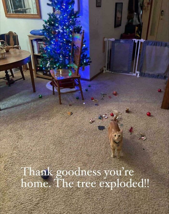 Orange cat standing near a mess of fallen Christmas tree ornaments in a living room, illustrating funny cat memes humor.