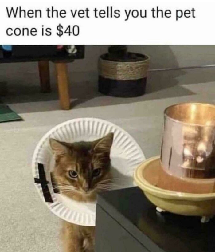 Cat wearing a homemade pet cone made from a paper plate, illustrating the humor in cat memes and pet care costs.