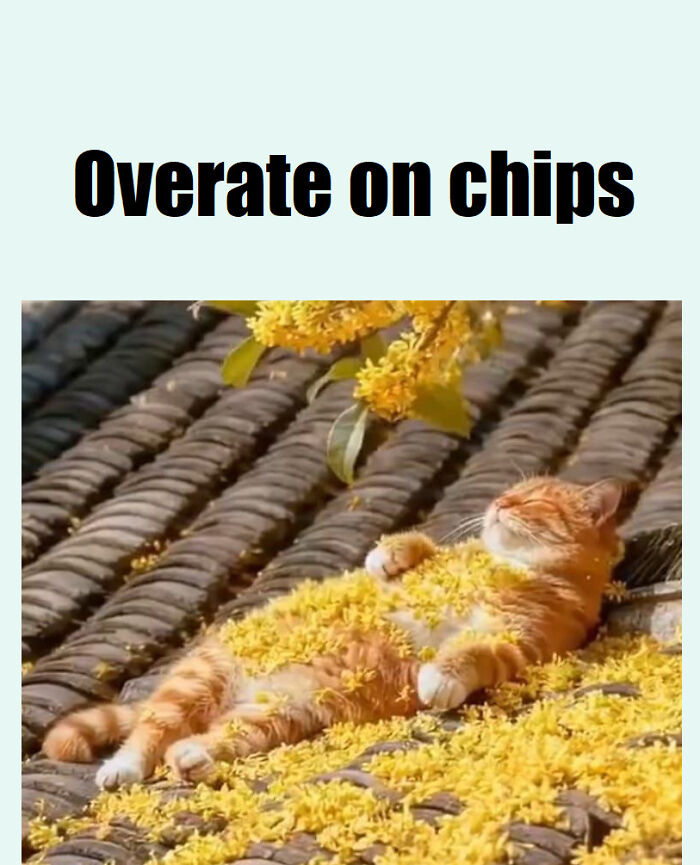 Orange cat lying on a roof covered in yellow flowers, relaxed and cozy, perfect for cat memes and funny posts.