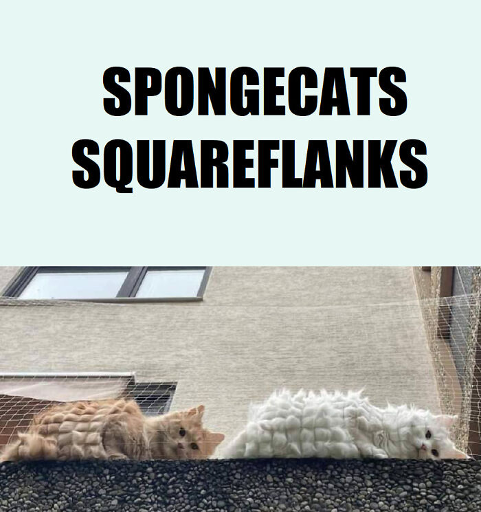 Two cats lying down with unusual square-shaped fur patterns, perfect for cat memes lovers and humor enthusiasts.