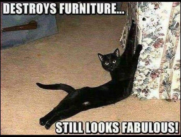 Black cat clawing furniture looking fabulous in a humorous cat meme, perfect for cat memes and funny cat posts fans.