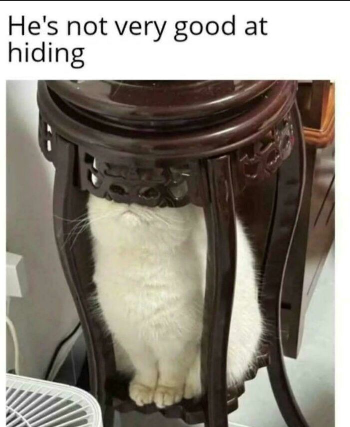 White cat sitting under a dark wooden table looking funny and not very good at hiding in a cat meme post