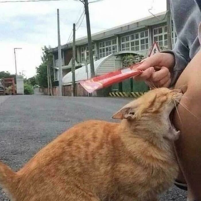 Orange cat biting a person's knee outdoors, capturing a funny moment perfect for cat memes and humorous posts.