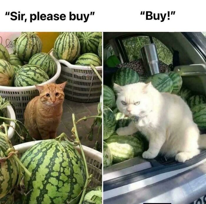 Two cats among watermelons with humorous expressions, a perfect example of funny cat memes for entertainment.