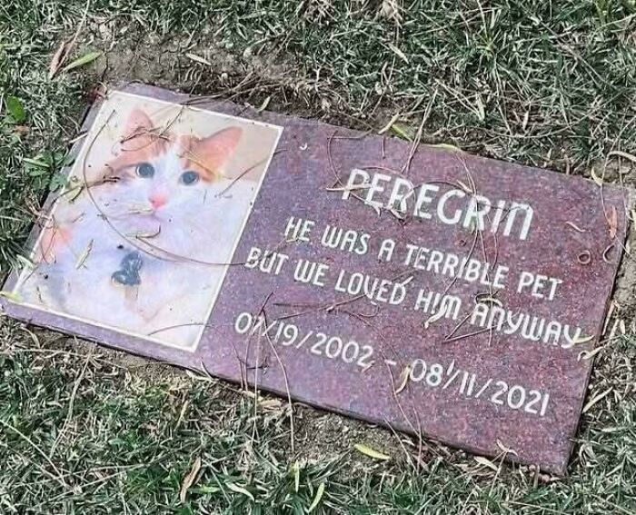Cat memes happy place inspired pet memorial stone for Peregrin with a humorous loving message in a grassy area.