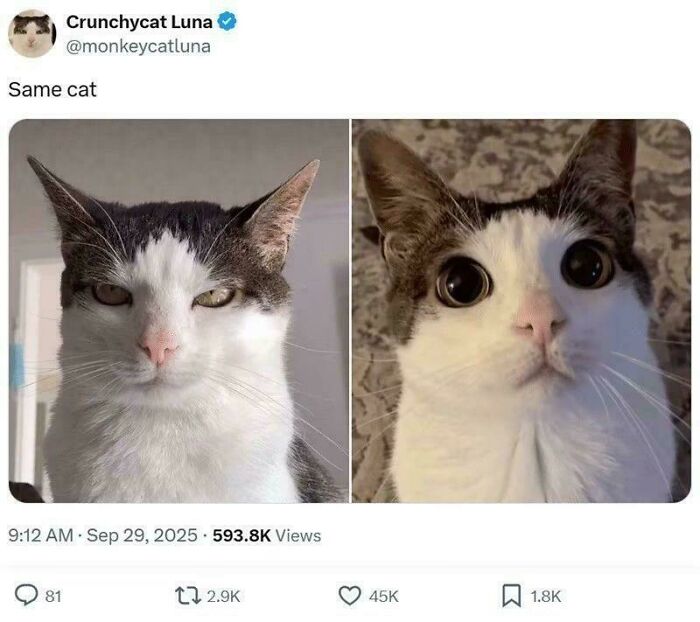 Two photos of the same cat side by side showing contrasting facial expressions for cat memes humor and fun.