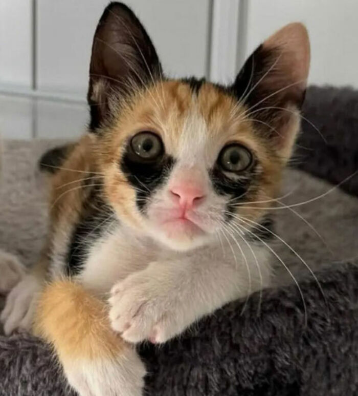 Close-up of a calico kitten with wide eyes resting on a soft gray blanket, perfect for cat memes and funny posts.