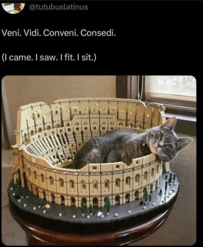 Gray cat lying inside a Lego Colosseum model, fitting perfectly and posing humorously for cat memes lovers.