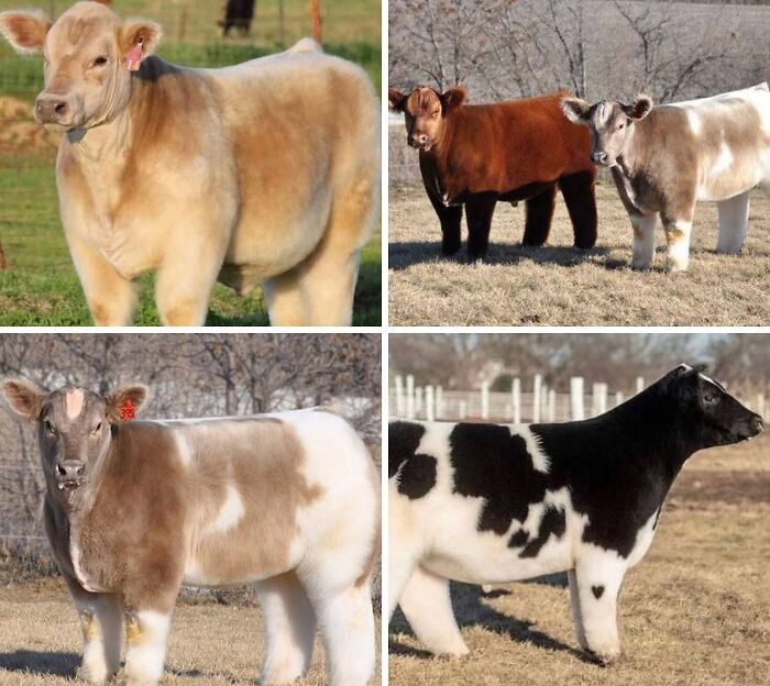 Four photos of unusually fluffy calves in a field, showcasing interesting and adorable farm animal moments.