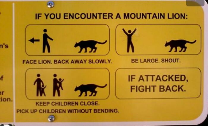Funny stupid signs pic showing mountain lion safety tips with confusing advice and illustrations on a yellow warning sign.