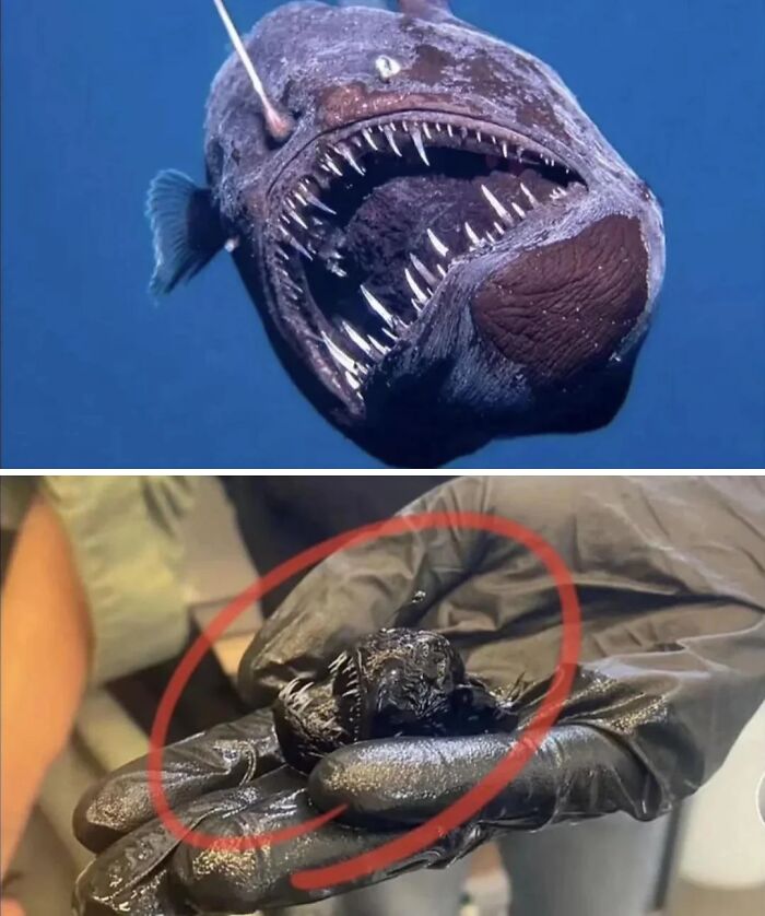 Deep-sea fish with sharp teeth shown underwater and a tiny version held in a gloved hand, interesting marine life discovery.