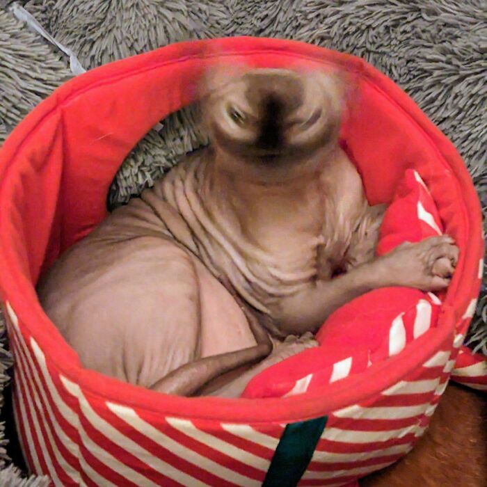Sphynx cat with distorted face sitting in a red striped bed, showcasing an unusual cryptid cats appearance.