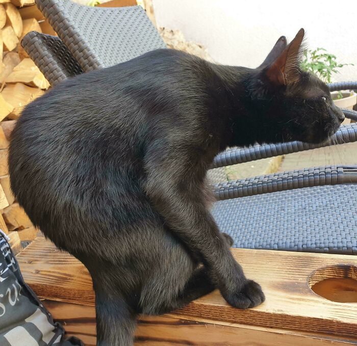 Black cryptid cat with shiny fur perched awkwardly on wooden outdoor furniture with wicker chairs in background.