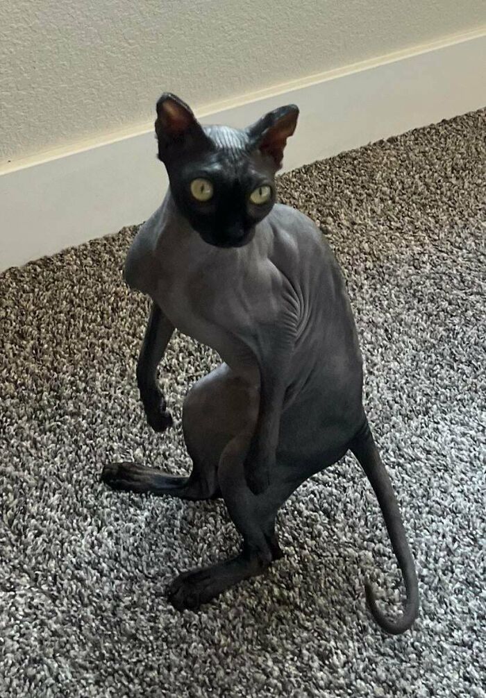 Hairless cryptid cat with large eyes sitting on a carpeted floor near a beige wall indoors.