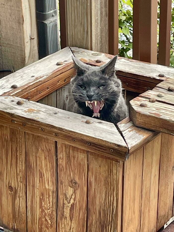 Gray cryptid cat with sharp fangs peeking out of a wooden planter box outdoors, showing an unusual expression.