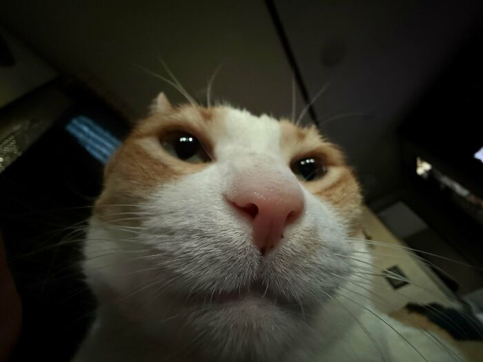 Close-up of a cryptid cat with a white and orange face, showing its nose and curious eyes indoors.