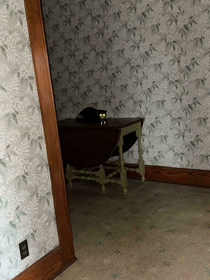 Black cryptid cat with glowing eyes sitting on a wooden table in a dimly lit room with patterned wallpaper.