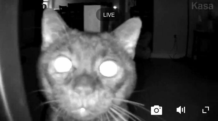 Night vision image of a cryptid cat with glowing eyes captured on a home security camera indoors.