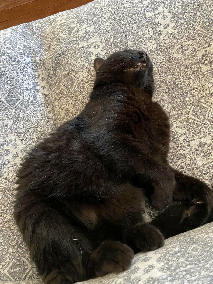 Black cryptid cat lying on patterned fabric, showing teeth in a relaxed yet mysterious pose.
