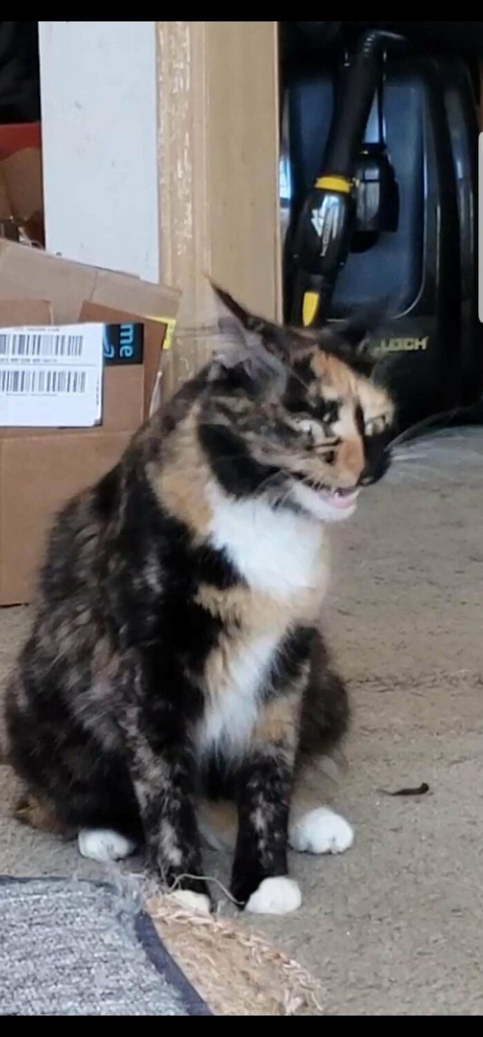Tortoiseshell cryptid cat with white paws sitting on a concrete floor near boxes and tools in a cluttered space.