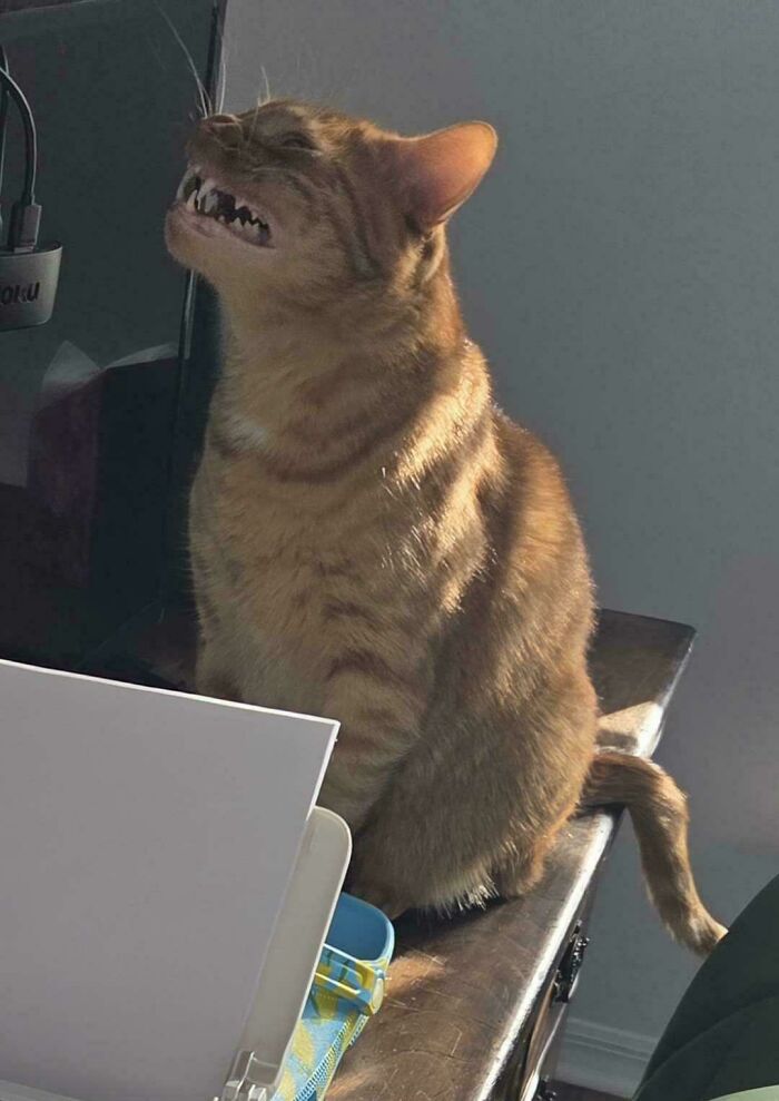 Tabby cryptid cat showing sharp teeth with a mysterious expression while sitting on a wooden surface in soft light.