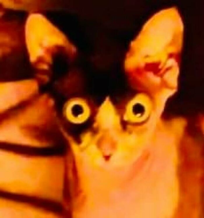 Close-up of a cryptid cat with large eyes and unusual facial features, creating a mysterious and eerie appearance.