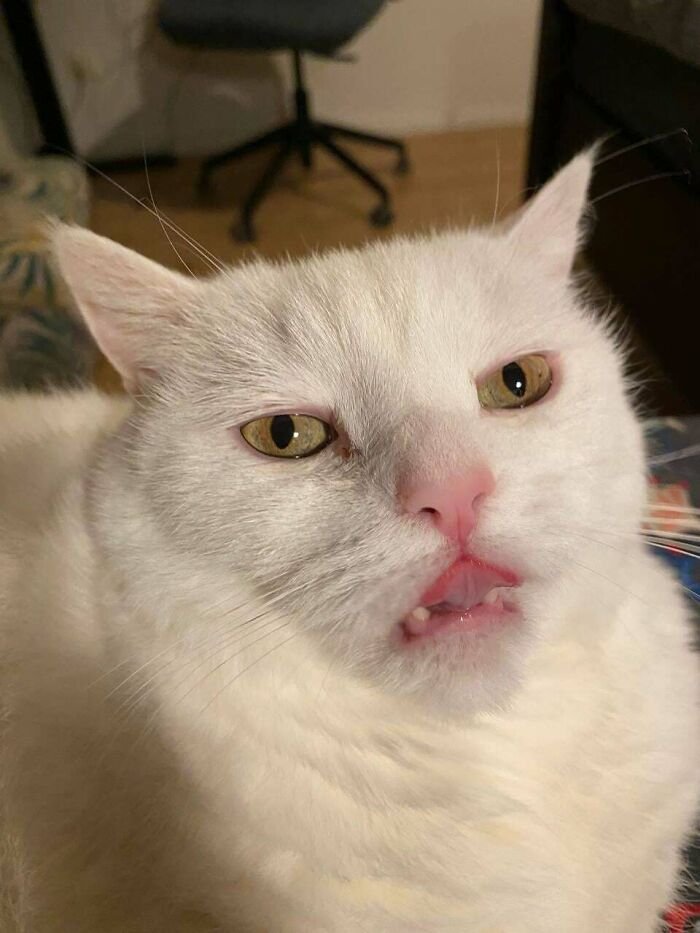 Close-up of a white cryptid cat with a curious expression showing its teeth indoors by a chair.