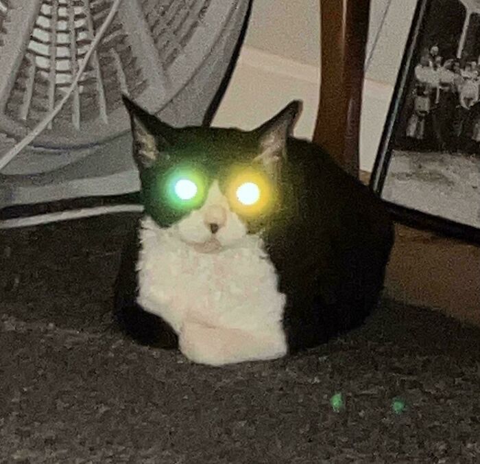 Black and white cryptid cat with glowing green and yellow eyes sitting on a carpet near a fan and framed photos.