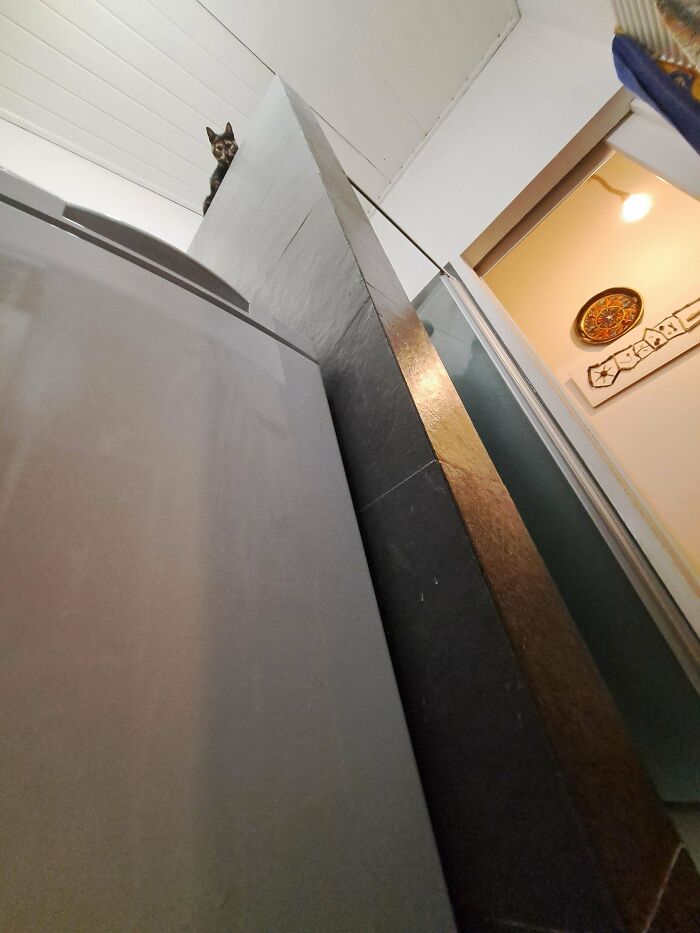 Cat peering over a high ledge indoors, creating a mysterious cryptid cats vibe with unusual perspective and lighting.