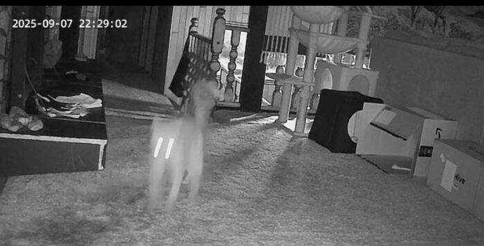 Blurry cryptid cat caught on home security camera at night, standing on carpet in living room with furniture and boxes.