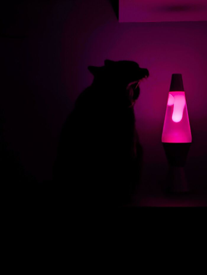 Silhouetted cryptid cat yawning next to a glowing pink lava lamp in a dimly lit room with purple light.