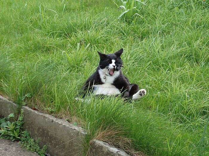 Black and white cryptid cat sitting in grass with mouth open, showing unusual expression in outdoor natural setting.