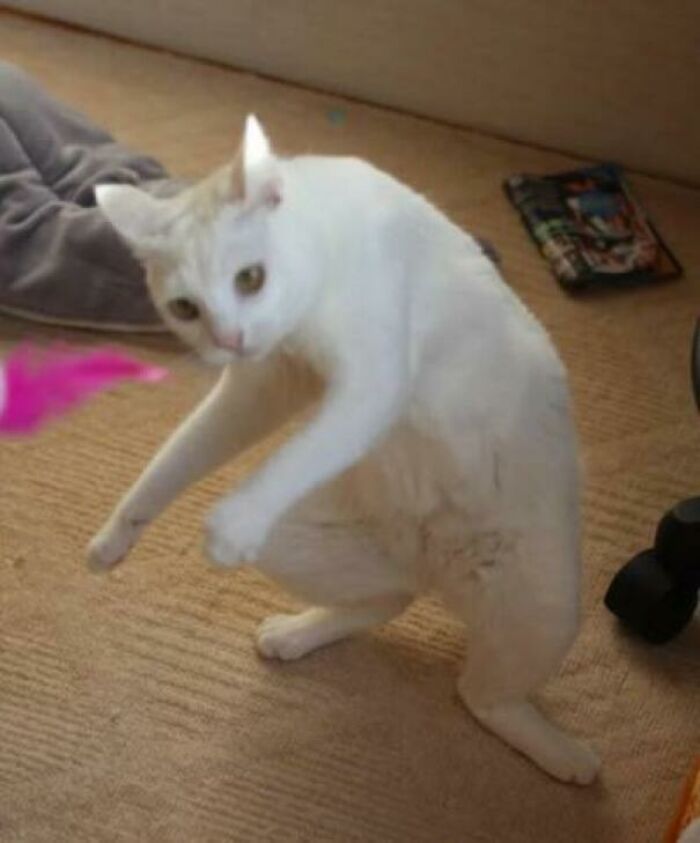 White cryptid cat in an unusual pose on a carpeted floor, appearing to be mid-motion with a curious expression.