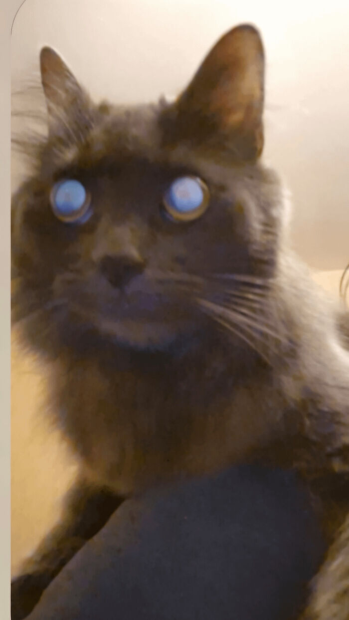Close-up of a cryptid cat with glowing blue eyes and dark fur, creating an eerie and mysterious appearance.