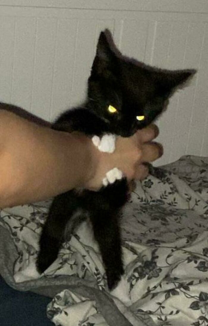 Black cryptid cat with glowing yellow eyes biting and gripping a person's hand on a floral blanket indoors.