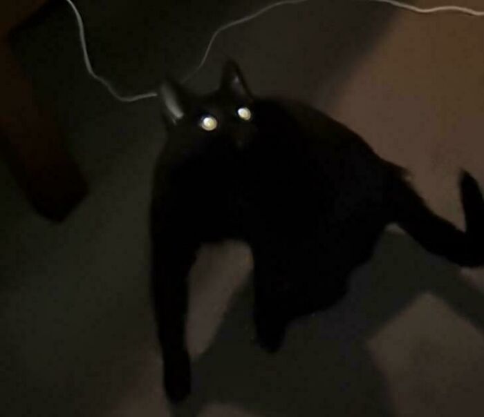 Black cat with glowing eyes in a dark room, creating a mysterious cryptid cat appearance.