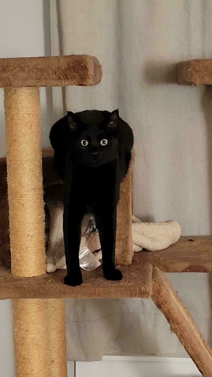 Black cryptid cat with wide eyes perched on a multi-level beige cat tree indoors.