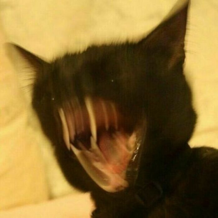 Blurry close-up of a black cryptid cat with mouth open wide, showing sharp teeth in a mysterious expression.