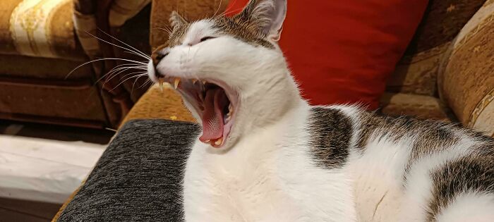 Yawning cryptid cat with distinct markings resting on a couch, evoking curiosity about cryptid cats behavior and expressions.