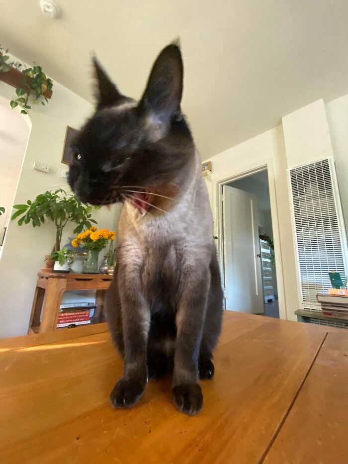 Siamese cat sitting on a wooden table with mouth open, surrounded by indoor plants and home decor.
