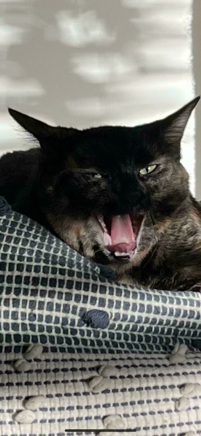 Dark cryptid cat with mouth open wide, resting on patterned fabric with a blurred background in soft light.