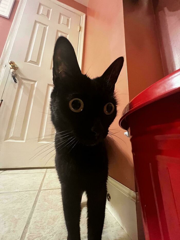 Black cryptid cat with large eyes standing on tiled floor near a red container and white door indoors.