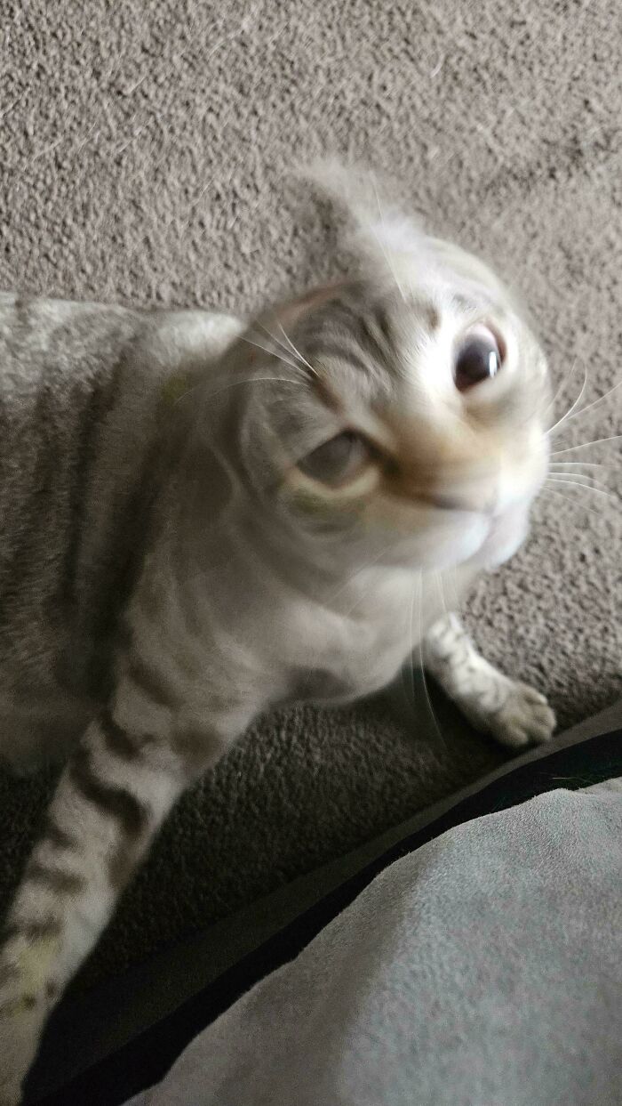 Blurred close-up of a cryptid cat with wide eyes on a carpeted floor, creating a mysterious and unusual appearance.