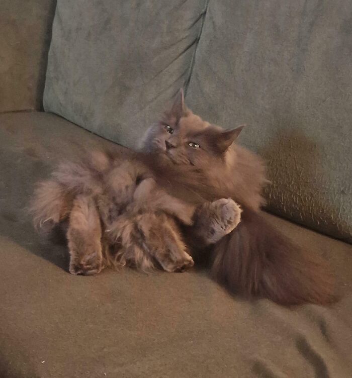 Fluffy cryptid cat with long fur lounging on a couch, looking curious and mysterious.